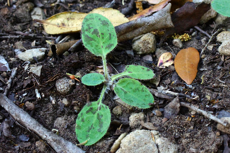 Hieracium da determinare